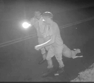 Black and white video surveillance picture of two men dragging a sheep by the hind legs.  