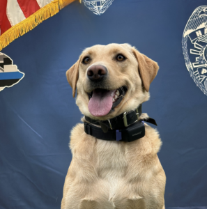 K9 Trina is a labrador retriever sitting in front of blue background.