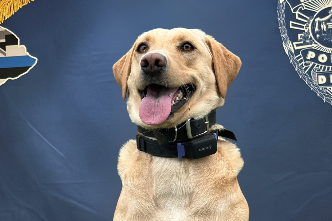 K9 Trina is a labrador retriever sitting in front of blue background.